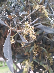 Olea europaea