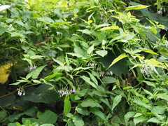 Solanum pittosporifolium