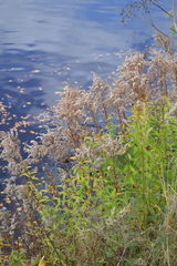 Solidago canadensis
