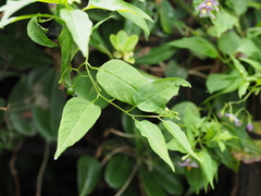 Solanum pittosporifolium