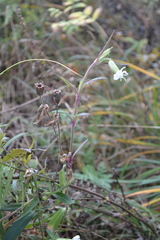 Silene latifolia