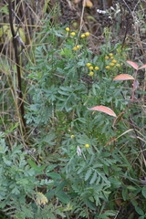 Tanacetum vulgare
