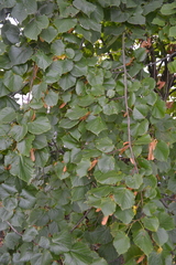 Tilia cordata