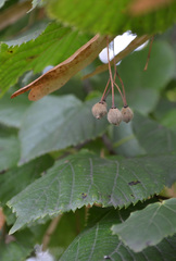 Tilia cordata