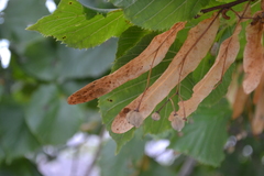 Tilia cordata