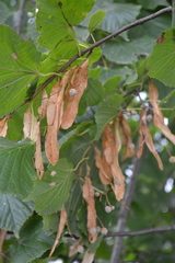 Tilia cordata