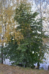 Tilia cordata