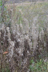 Chamaenerion angustifolium