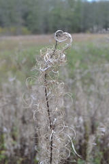 Chamaenerion angustifolium