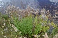 Solidago canadensis