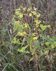 Euphorbia virgata