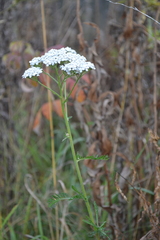 Achillea millefolium