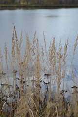 Calamagrostis epigejos