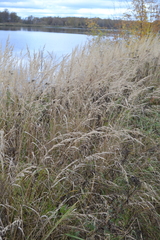 Calamagrostis epigejos