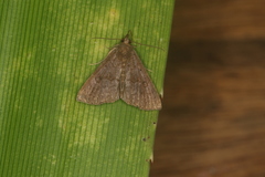 Hypena peruvialis