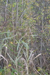 Phragmites australis