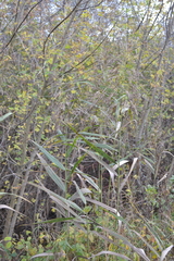 Phragmites australis