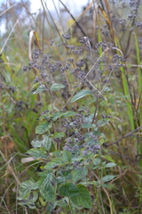 Origanum vulgare