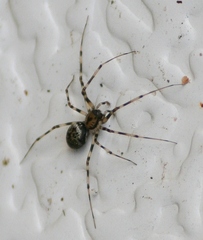 Drapetisca alteranda