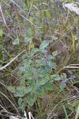 Origanum vulgare