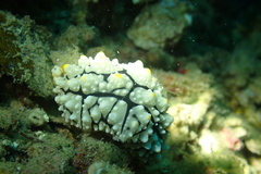 Phyllidia elegans