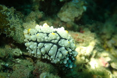 Phyllidia elegans