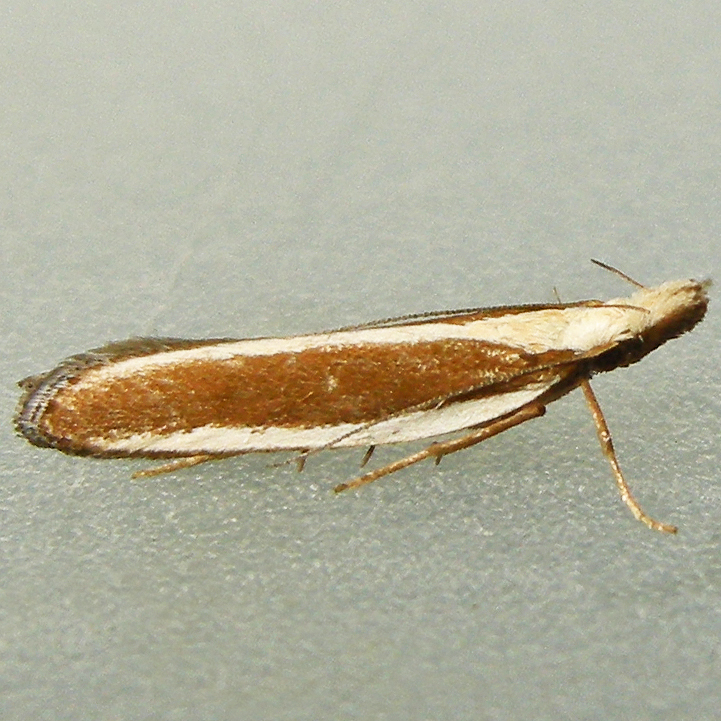 Juniper Webworm Moth
