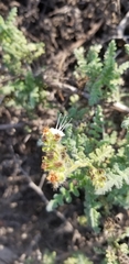 Phacelia ramosissima austrolitoralis