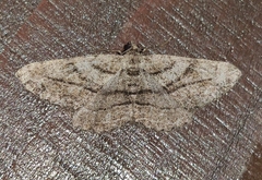 Peribatodes correptaria