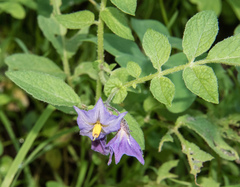 Solanum stoloniferum