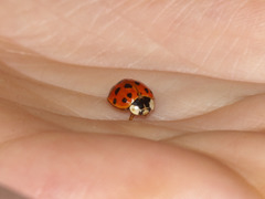 Harmonia axyridis