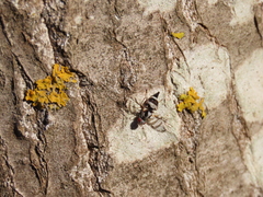 Myennis octopunctata