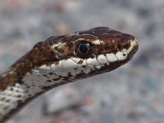 Argentina Mousehole Snake photo 4