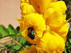 Pseudaugochlora graminea