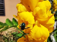 Pseudaugochlora graminea