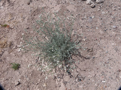 Senecio leucostachys