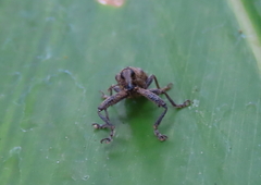 Isacantha rhinotioides