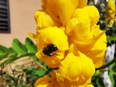 Pseudaugochlora graminea