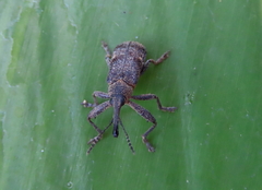 Isacantha rhinotioides