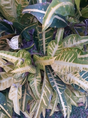 Codiaeum variegatum