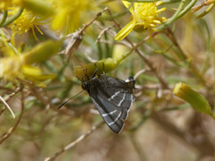 Atlides thargelia