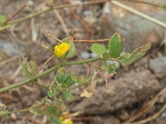 Acmispon maritimus