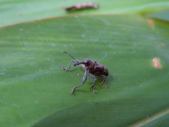 Isacantha rhinotioides