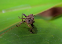 Isacantha rhinotioides