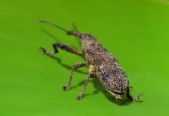 Isacantha rhinotioides