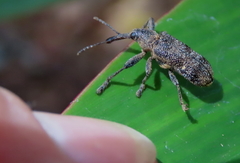 Isacantha rhinotioides