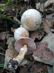 Agaricus brunneolus