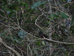 Sporophila angolensis