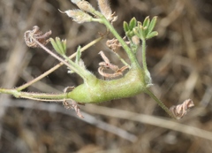 Neolasioptera lupini
