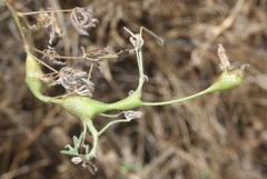 Neolasioptera lupini